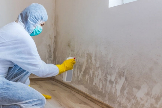Mold Remediation in Rockhill Furnace, NC