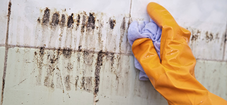 Mold Remediation Services in Los Angeles, CA