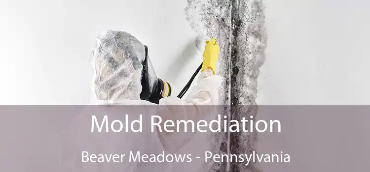 Mold Remediation Beaver Meadows - Pennsylvania