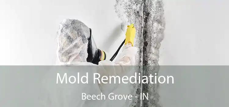 Mold Remediation Beech Grove - IN