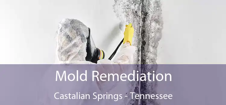 Mold Remediation Castalian Springs - Tennessee