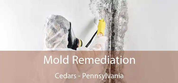 Mold Remediation Cedars - Pennsylvania