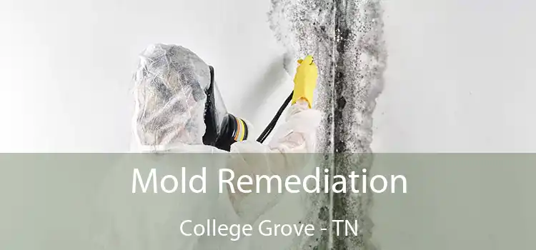 Mold Remediation College Grove - TN