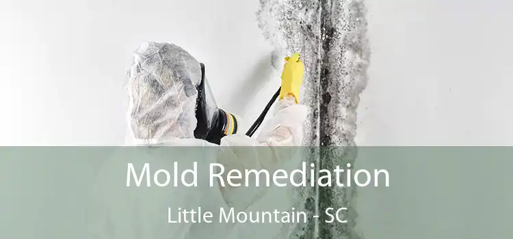 Mold Remediation Little Mountain - SC