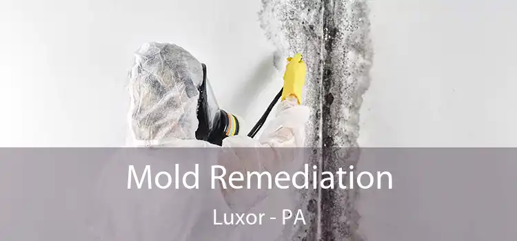 Mold Remediation Luxor - PA