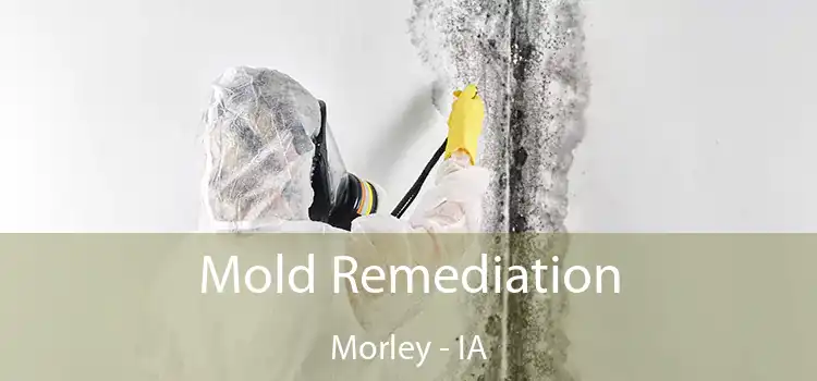 Mold Remediation Morley - IA