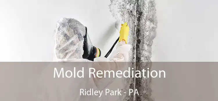 Mold Remediation Ridley Park - PA