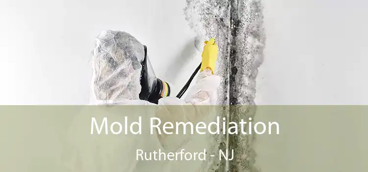 Mold Remediation Rutherford - NJ