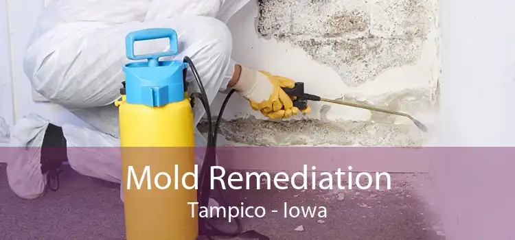 Mold Remediation Tampico - Iowa