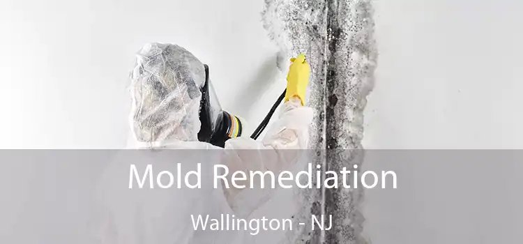 Mold Remediation Wallington - NJ