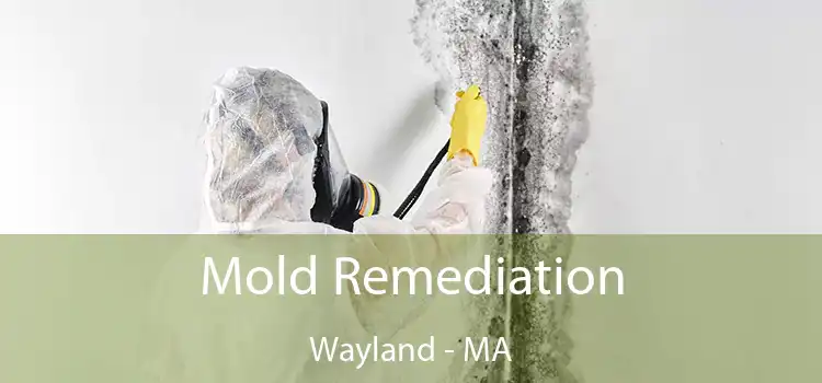 Mold Remediation Wayland - MA