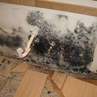 Basement Mold Remediation in McMinnville, OR